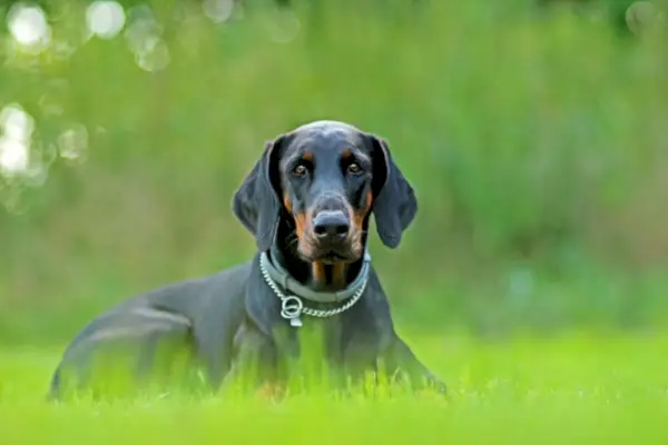 Doberman 9 måneder gammel