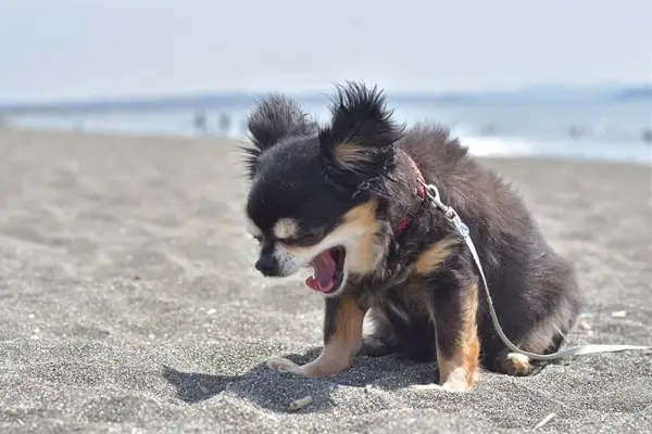 pies chihuahua na plaży kichający