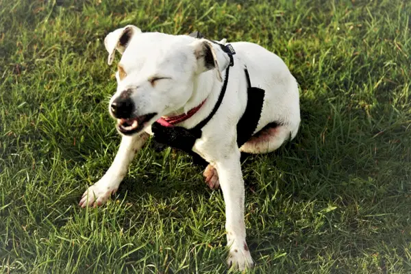 biały pies siedzi na trawie i kicha