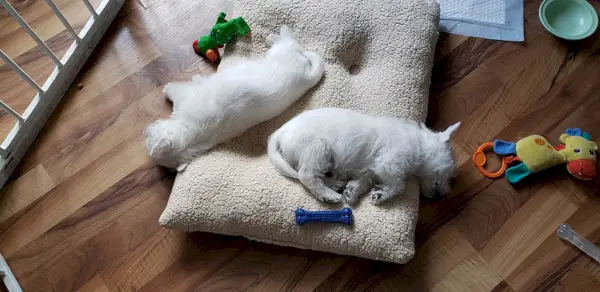 Zwei Westie-Welpen schlafen im Bett