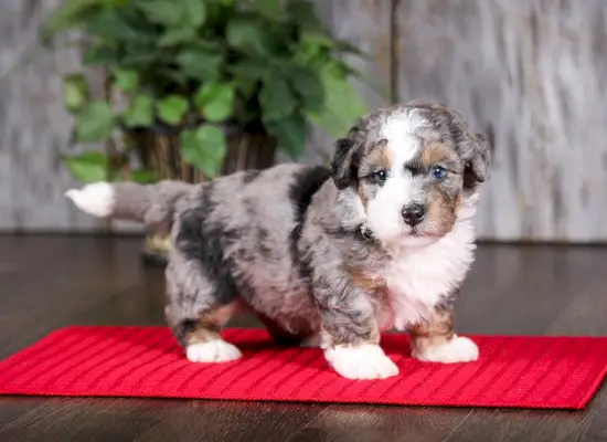 Blauwe Merle F2 Mini Bernedoodle-puppy