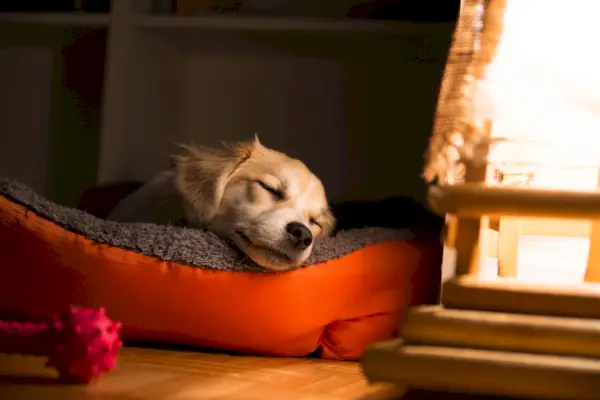 Vreedzame hond slaapt in zijn oranje bad bij het nachtlampje