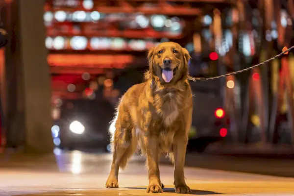 Golden Retriever loopt 's nachts door een straat
