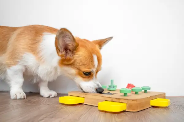 Corgi-hond speelt met interactief educatief speelgoed voor training, mentale activiteit, intelligentie