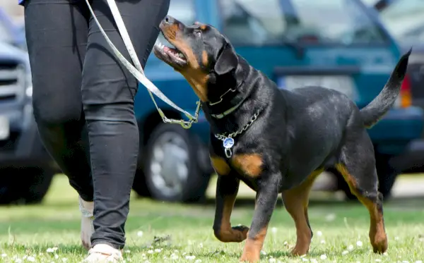 Rottweiler aangelijnd kijkend naar hun baasje