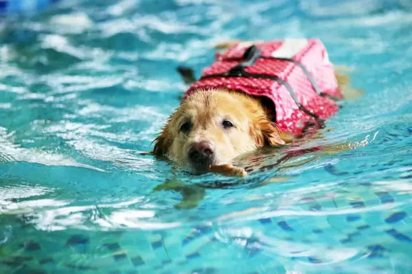 Starší pes zlatého retrivera plávanie s vestou, rehabilitácia