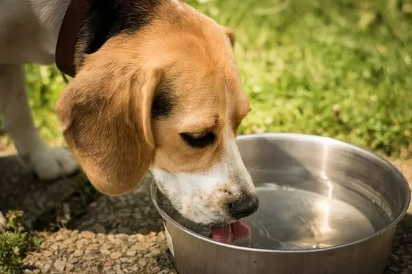 Os cães gostam de água fria? Temperatura de beber, nadar e tomar banho revisada pelo veterinário