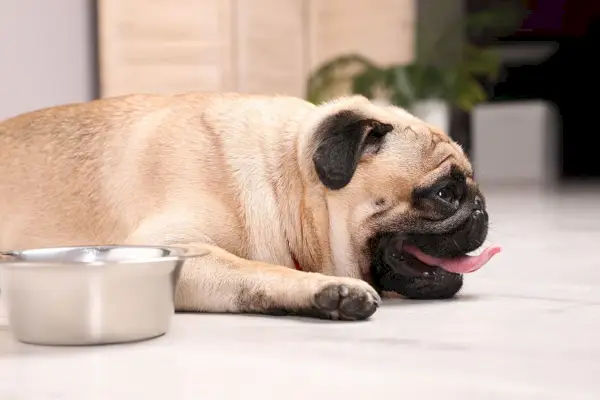 פאג מיובש ליד קערה