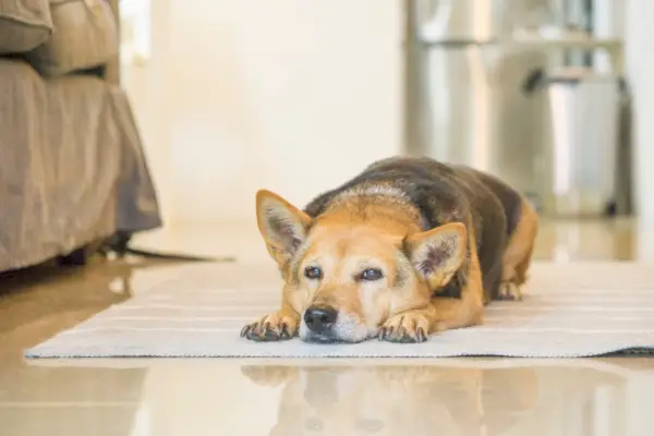 כלב בכיר נח על הרצפה