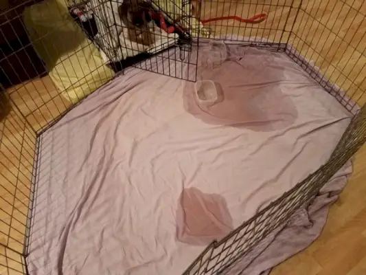 štěně v bedně a čůrání nebo kaluže moči