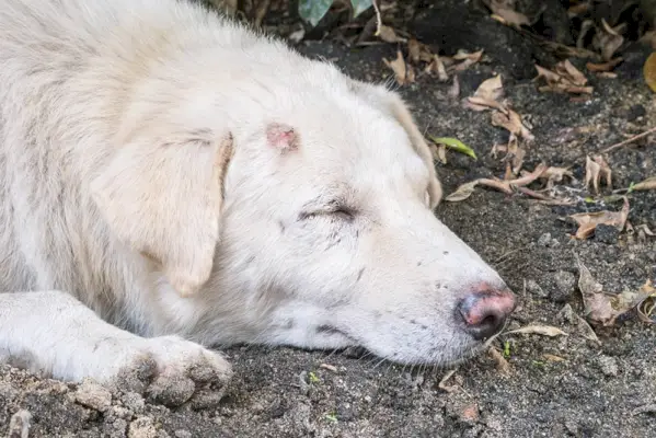 куче с лезия по главата