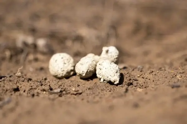 Zakaj iztrebki mojega psa postanejo beli? 5 razlogov, pregledanih s strani veterinarja