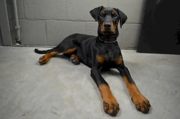 Doberman sediaci