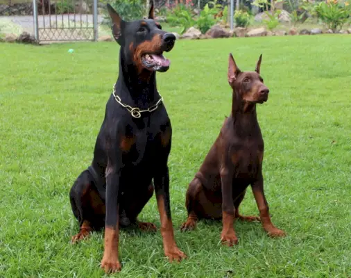 doberman sediaci na tráve