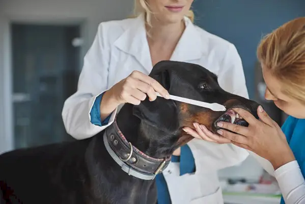 Veterinár česanie dobermana