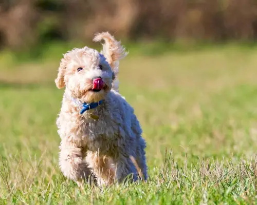 공원을 달리는 푸촌 강아지