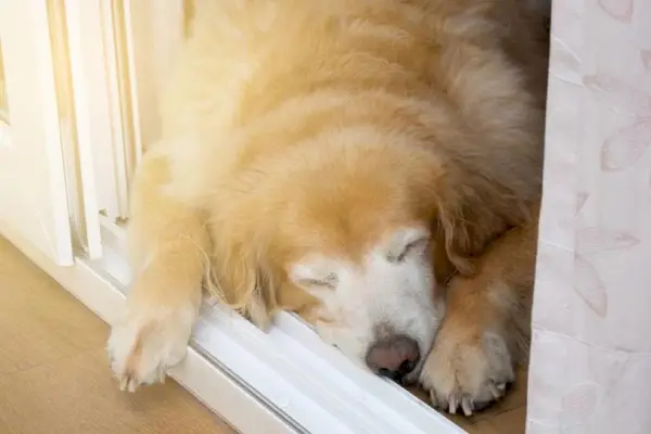 vemhes golden retriever alszik