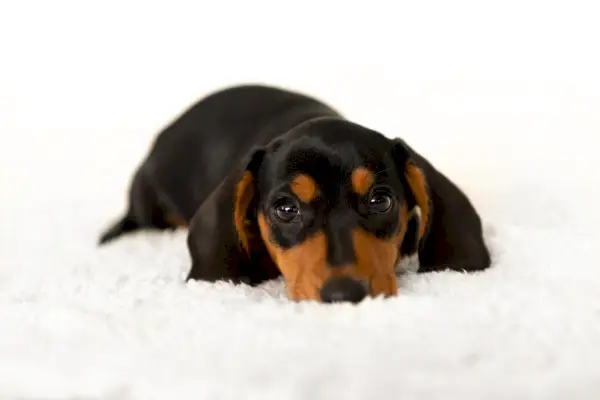 Lindo perro salchicha pequeño a las 10 semanas