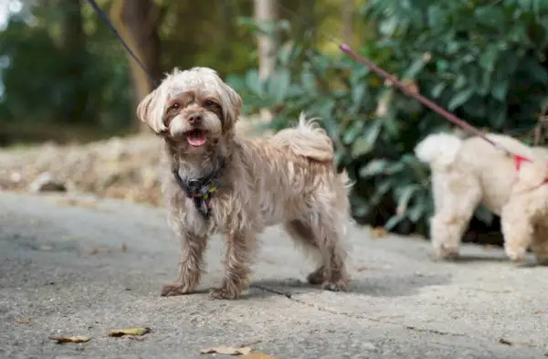 пас малтипу шета парком у јесен