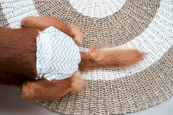 Vrouwelijke hond ligt in een luier en kwispelt met zijn staart