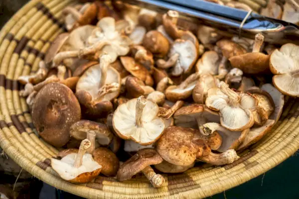 champignons bruns et blancs sur un panier tressé marron