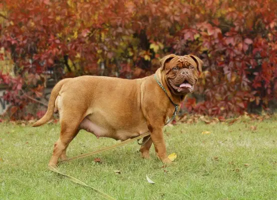 pregnant Dogue De-Bordeaux