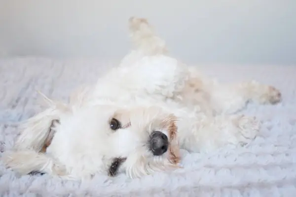 hvid fluffy hund ser sød ud liggende på ryggen til en mave gnide