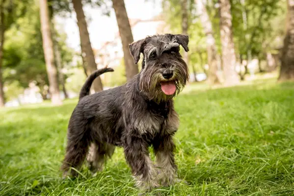 Dwergschnauzer in het park