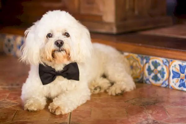 עניבת פרפר מלטזית