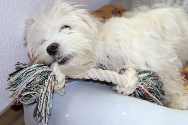 גור מלטזי משחק בצעצוע חבל