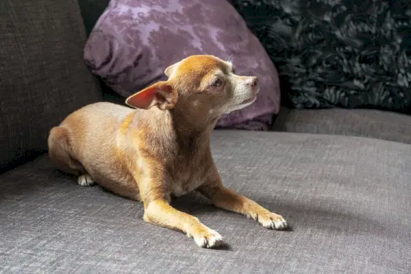 chihuahua liggende på en sofa