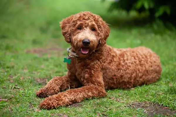 Jak długo żyją labradoodle? Przewodnik po średniej długości życia, danych i pielęgnacji
