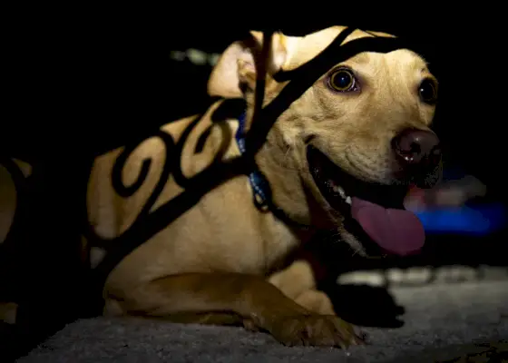 Fotografija dr. Chyrle Bonk