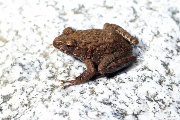 Ядовиты ли лягушки для собак? Факты, проверенные ветеринаром