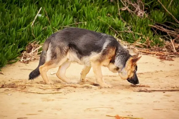Deutscher Schäferhund schnüffelt Sand