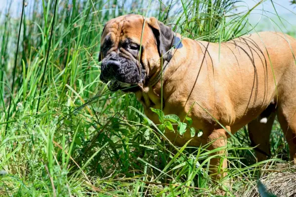bullmastiff-etend gras