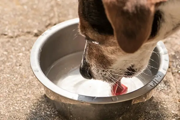 Een hond drinkt water uit een kom.