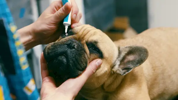 Können Sie OTC-Augentropfen für Menschen bei Hunden verwenden? Vom Tierarzt geprüfte Sicherheitsfakten