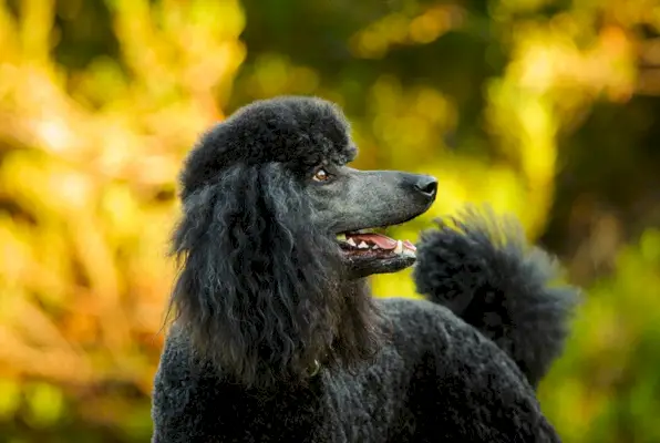 Poodle Preto Padrão