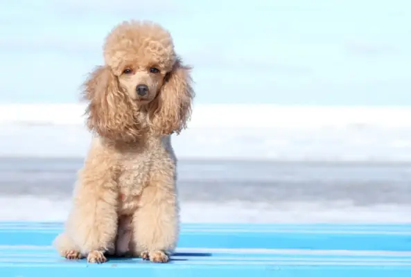 Poodle miniatura sentado com fundo azul