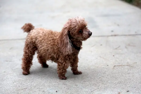 Teacup Poodle fica em uma calçada do lado de fora