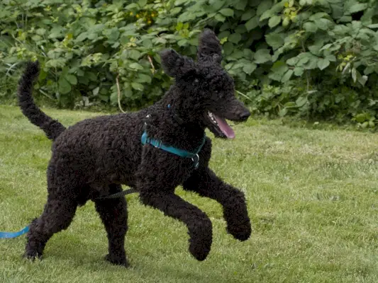 Poodle preto brincando