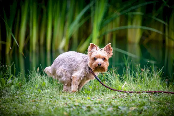 Yorkshire Terrier hund, der popper
