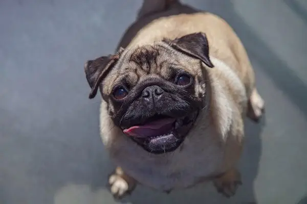 Por que meu Pug está gritando? 12 razões prováveis