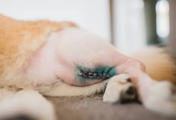 Perro Welsh Corgi Pembroke después de una cirugía de LCC