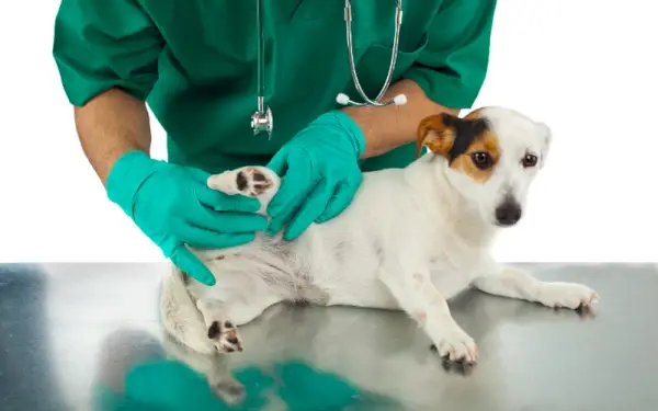 veterinario examinando un perro