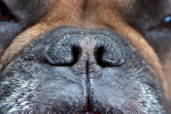 Close-up do nariz de um cachorro braquicefálico com narinas de um Bulldog Francês
