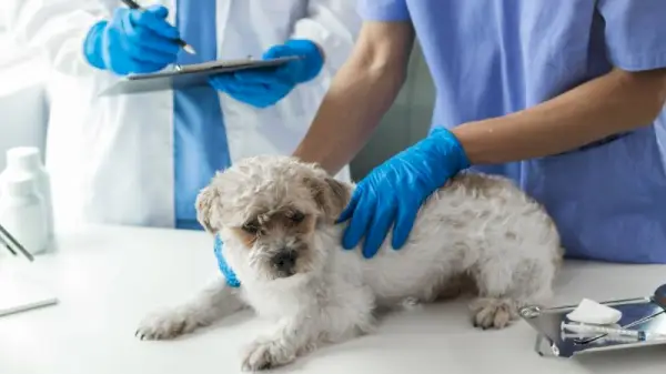 psa shi-tzu kontrolujú dvaja veterinári