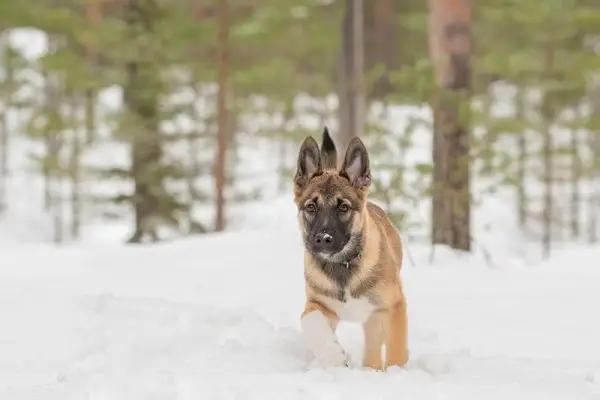 Šteniatko východosibírskej lajky kráčajúce v snehu