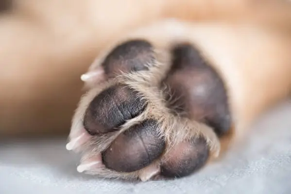 Primer pla de la pota de cadell de color clar